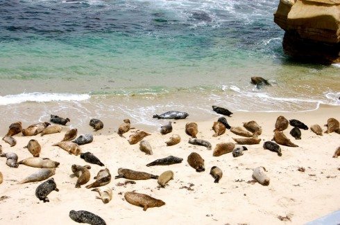 Seals and Sea Lions at La Jolla Cove 