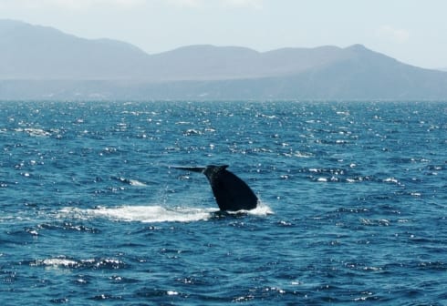 Hanging With the Giants: It’s Blue Whale Season Once Again in San Diego!