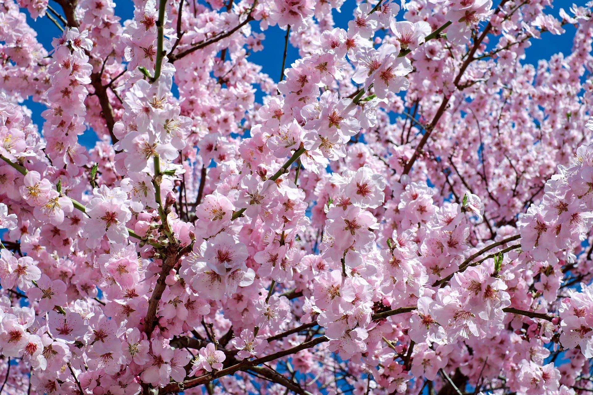 Springtime Flowers & Cultural Illuminations The 14th Annual Cherry